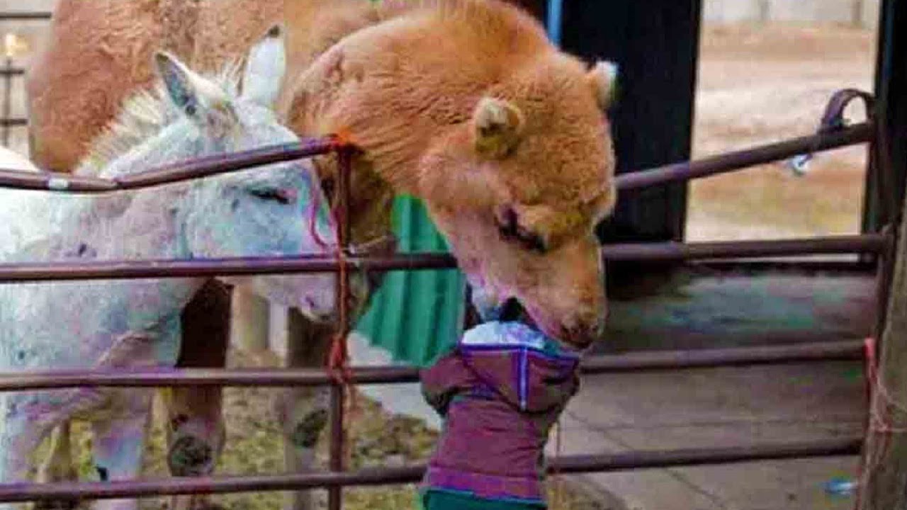Funny Kids at the Zoo - Funny Zoo Animals and Kids Videos - Funny Kids at  the Zoo Funny Compilation 